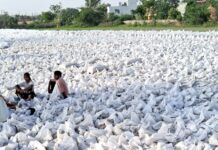 डिडवाड़ा खरीद केंद्र पर गेहूं उठान ठप, किसान और आढ़ती परेशान गांव डिडवाड़ा खरीद केंद्र पर लगे गेंहू के कट्टों के अंबार