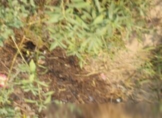 लोहचब गांव में झाड़ियों से अज्ञात शव बरामद
