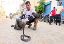 सफीदों में मादा कोबरा का कहर, पशुबाड़े में डंसने से कटड़ी की मौत कोबरा सांप को काबू करते हुए स्नेक्समैन सतीश फफड़ाना
