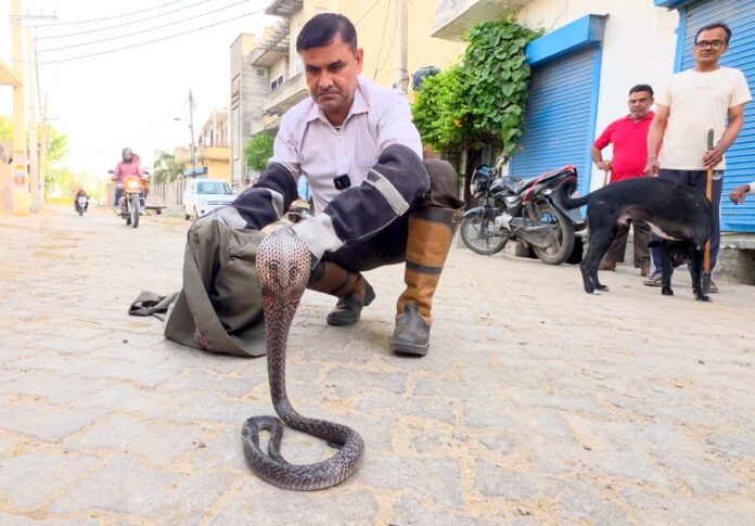 कोबरा सांप को काबू करते हुए स्नेक्समैन सतीश फफड़ाना
